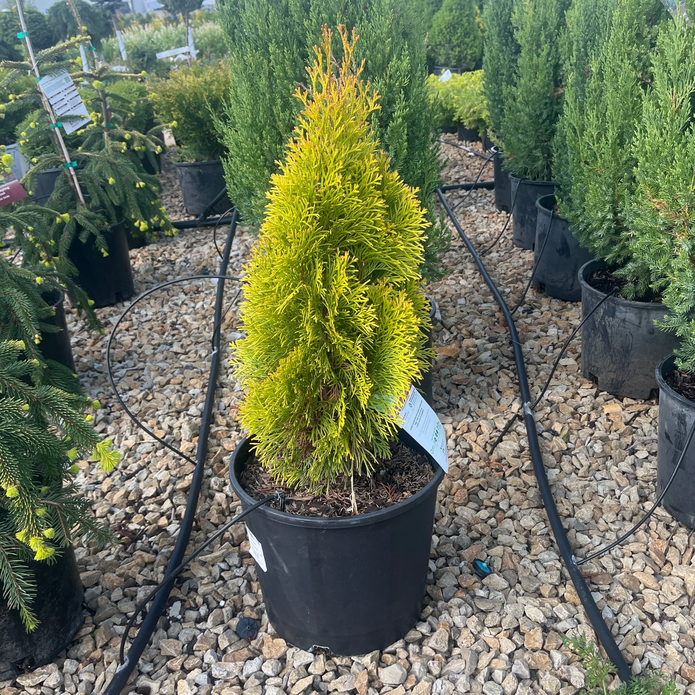 Thuja Janed Gold - 3 Gallon Potted Evergreen Shrub - Image 4