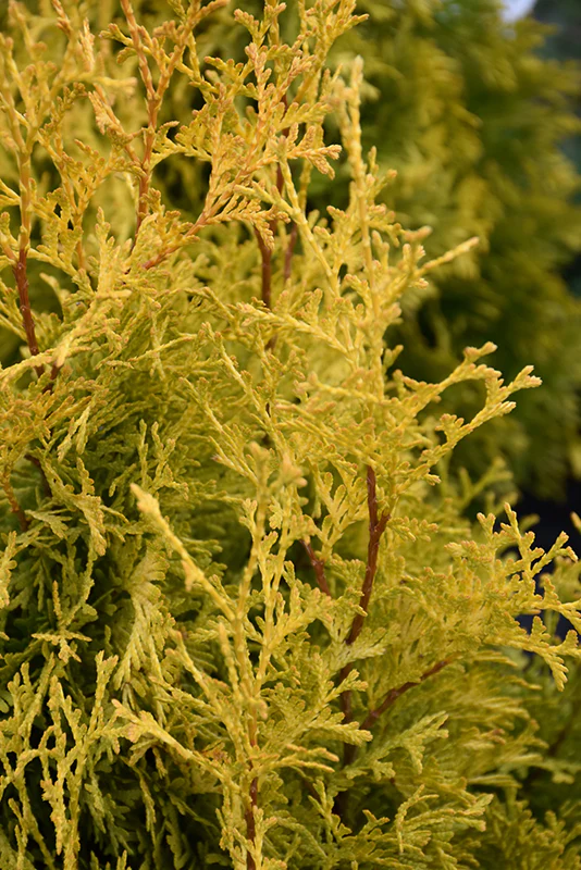 Thuja Janed Gold - 3 Gallon Potted Evergreen Shrub - Image 5