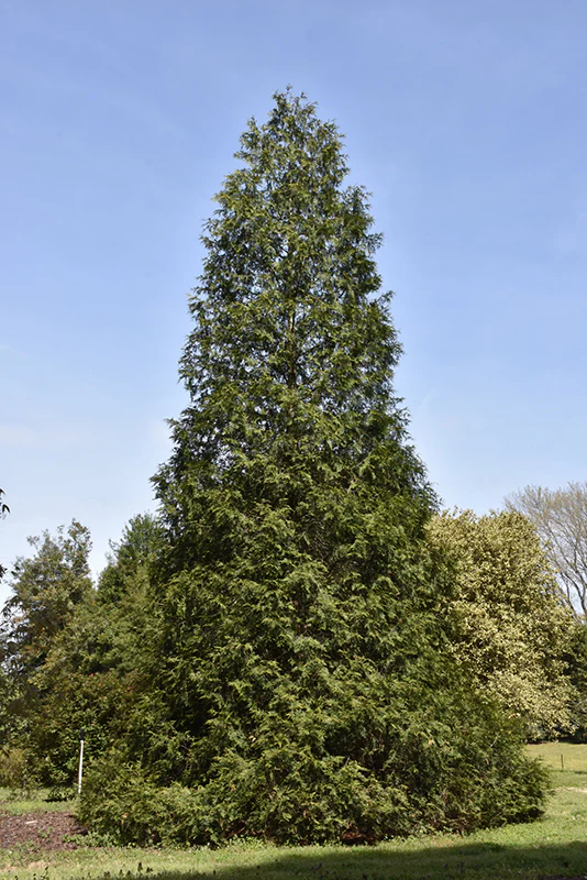 Spring Grove® Arborvitae - Thuja plicata 'Grovepli' - Ball & Burlap Tree (Multiple Sizes)