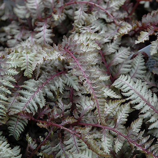 Athyrium Japanese Painted Fern Regal Red - 8" Potted Perennial