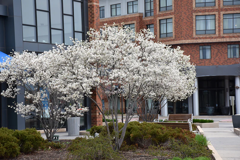 Autumn Brilliance Serviceberry (Clump) - Amelanchier x grandiflora - Ball & Burlap Tree (Multiple Sizes) - Image 6