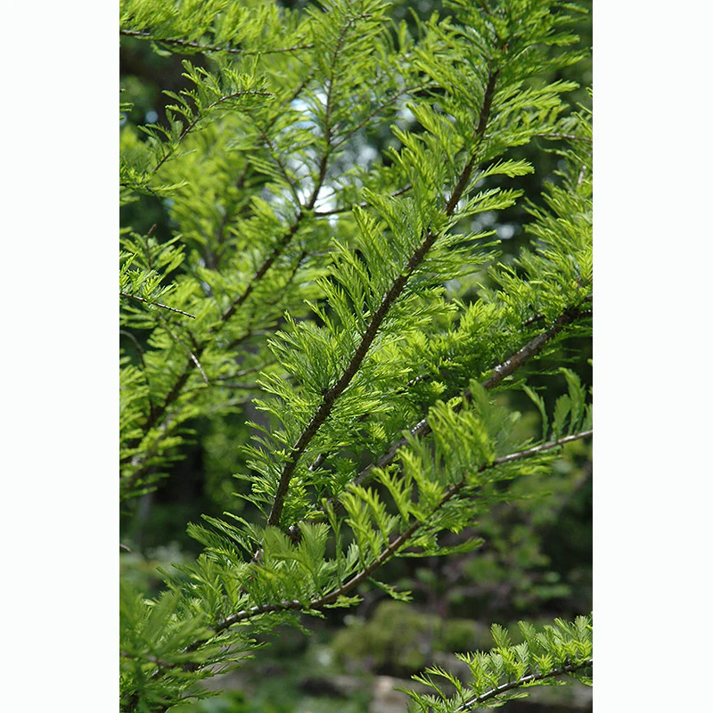 Baldcypress - Taxodium distichum - Ball & Burlap Tree (Multiple Sizes) - Image 5