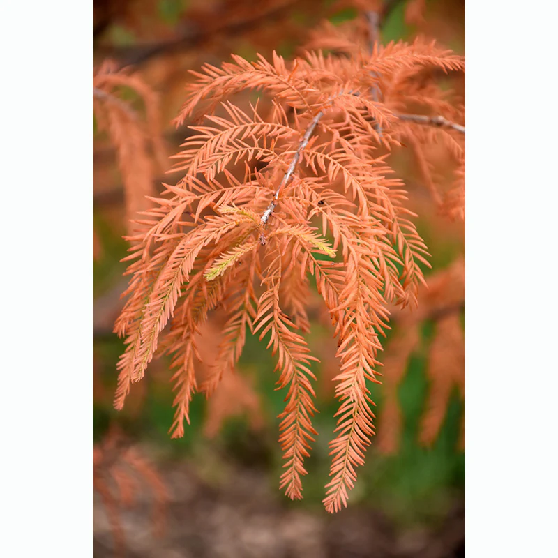Baldcypress - Taxodium distichum - Ball & Burlap Tree (Multiple Sizes) - Image 6
