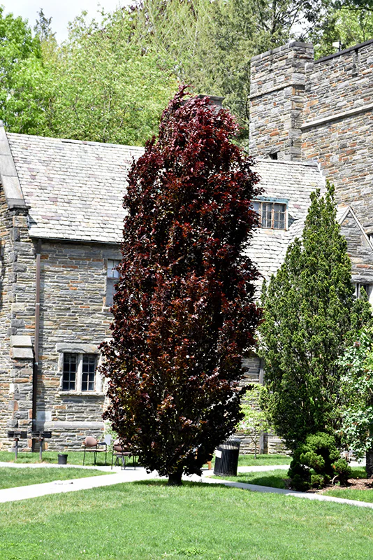Red Obelisk Beech - Fagus sylvatica - 10 Gallon Potted Tree