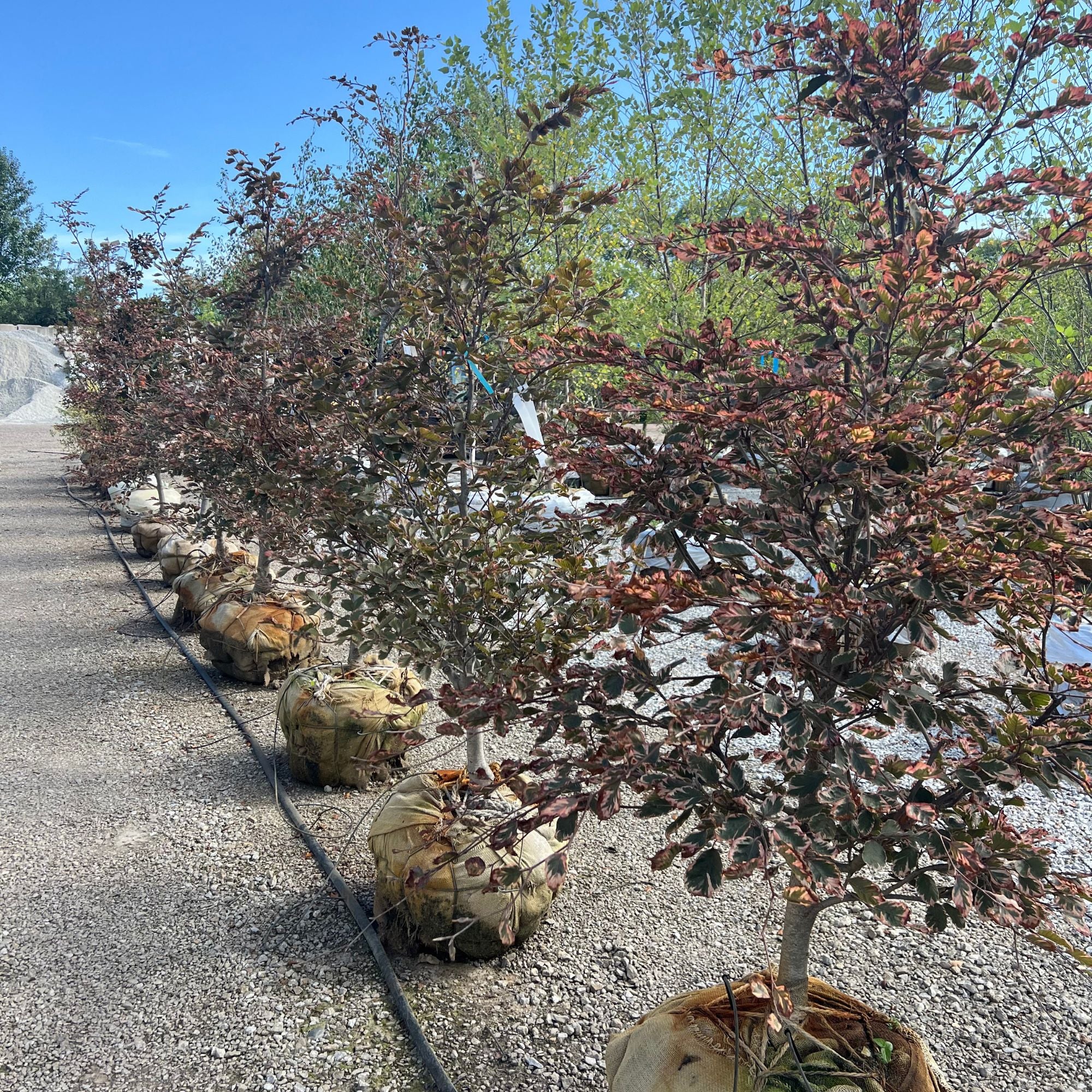 Tricolor Beech - Fagus sylvatica 'Roseomarginata' - Ball & Burlap Tree (Multiple Sizes)