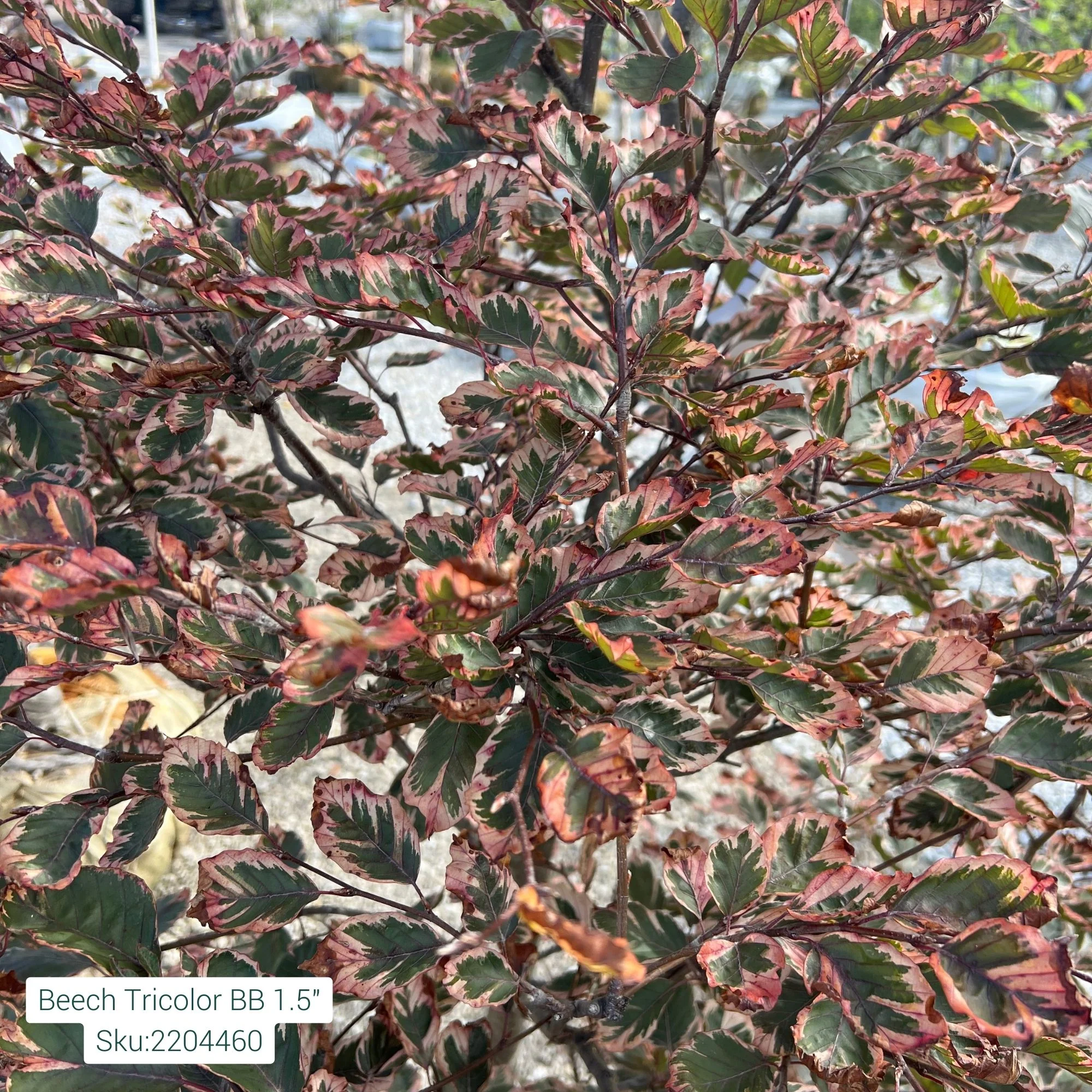 Tricolor Beech - Fagus sylvatica 'Roseomarginata' - Ball & Burlap Tree (Multiple Sizes) - Image 2