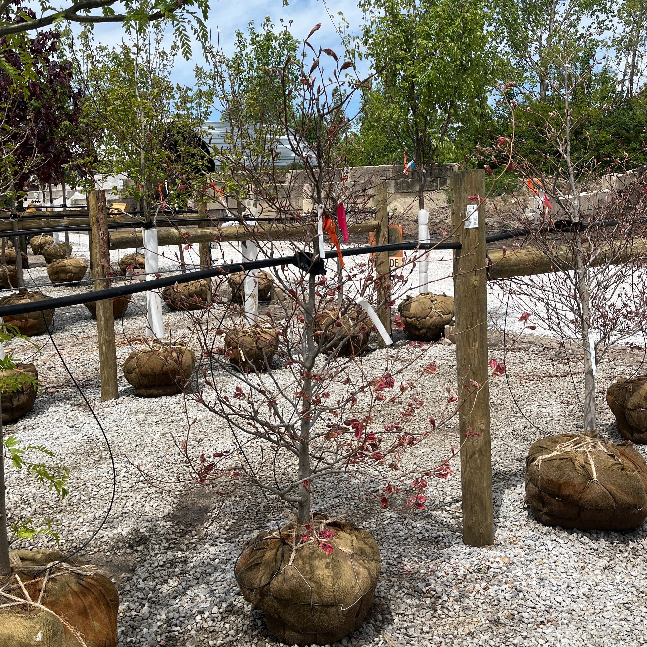 Tricolor Beech - Fagus sylvatica 'Roseomarginata' - Ball & Burlap Tree (Multiple Sizes) - Image 3