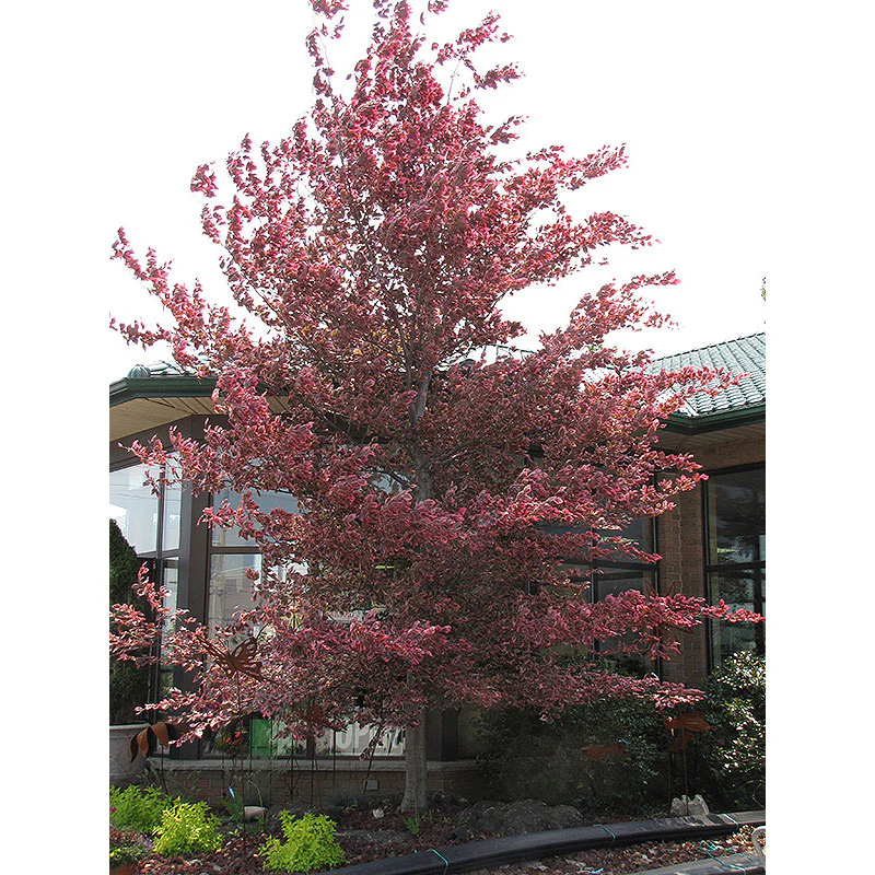 Tricolor Beech - Fagus sylvatica 'Roseomarginata' - Ball & Burlap Tree (Multiple Sizes) - Image 4