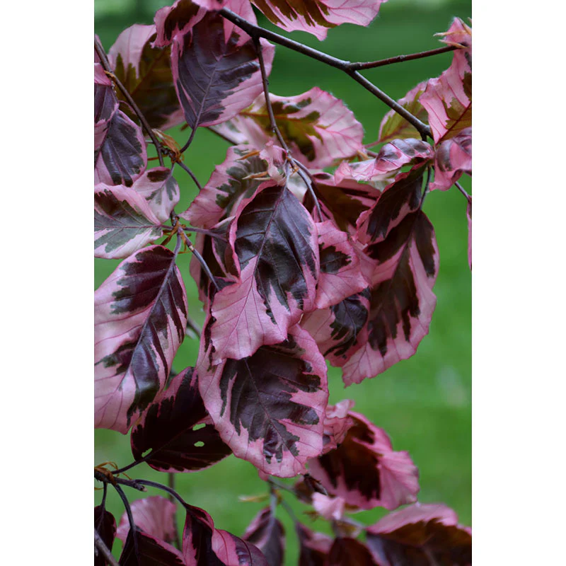 Tricolor Beech - Fagus sylvatica 'Roseomarginata' - Ball & Burlap Tree (Multiple Sizes) - Image 5