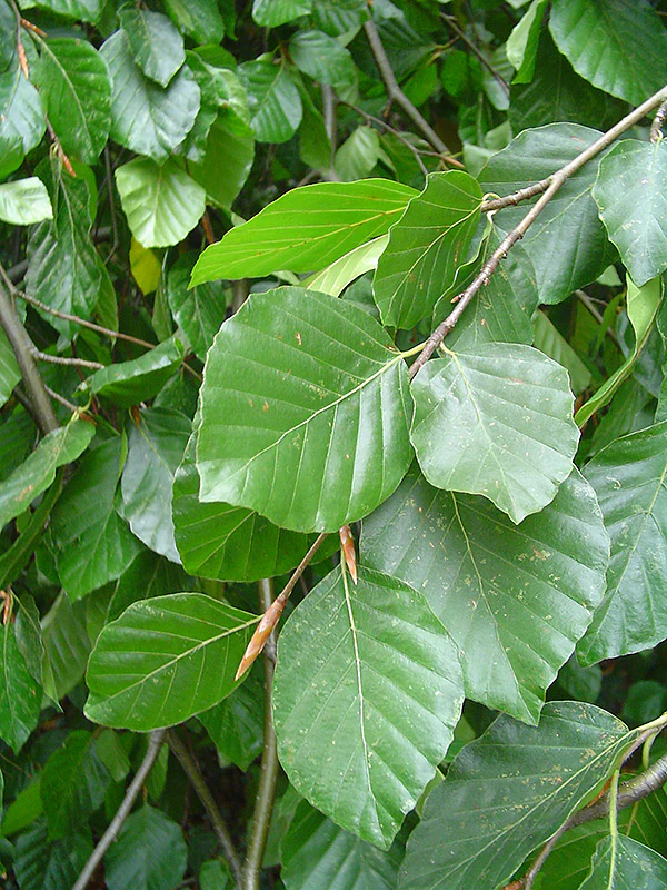 Weeping Beech - Fagus sylvatica 'Pendula' - 7 Gallon Potted Tree - Image 2