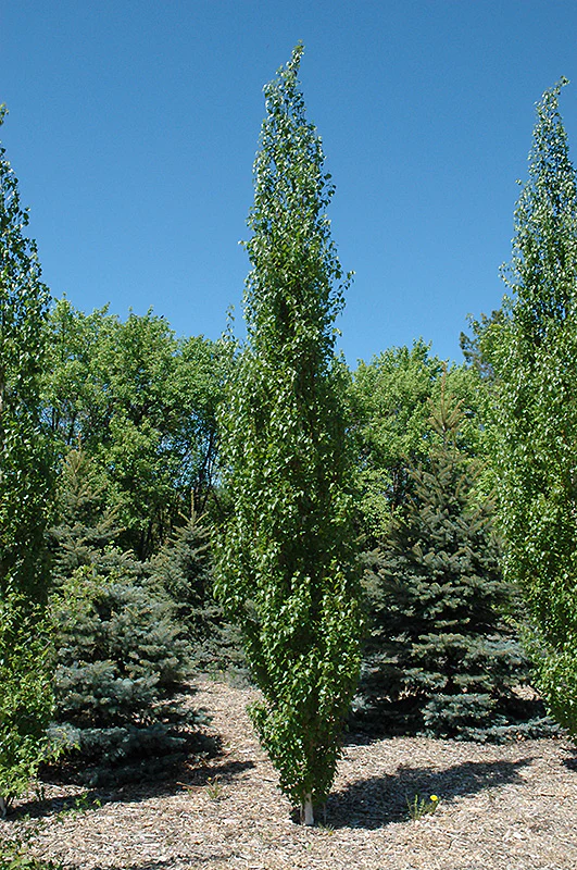 Parkland Pillar Japanese White Birch - Betula platyphylla ‘Jefpark’ - Potted Tree (Multiple Sizes) - Image 3