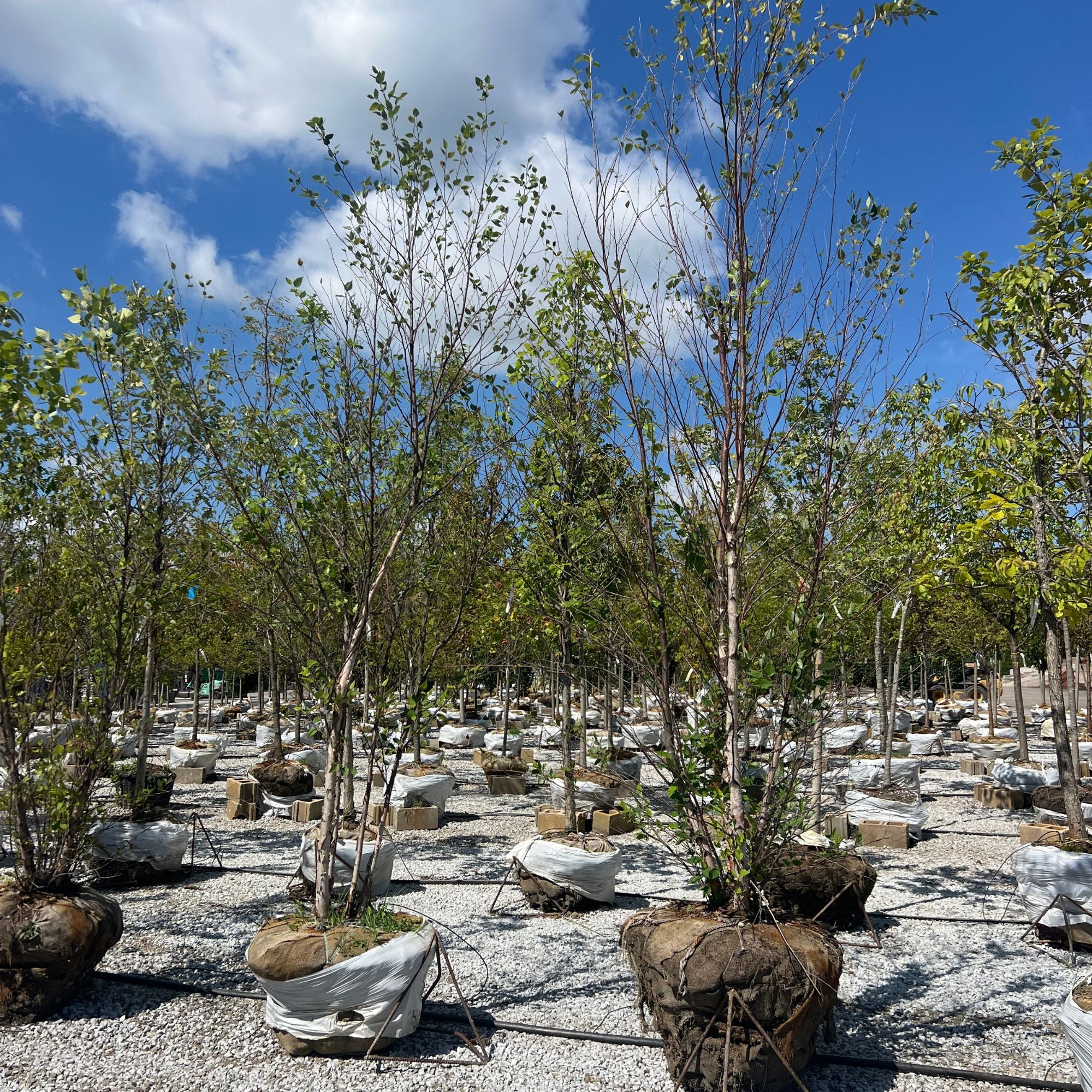 River Birch - Betula nigra - Ball & Burlap Tree (Multiple Sizes)
