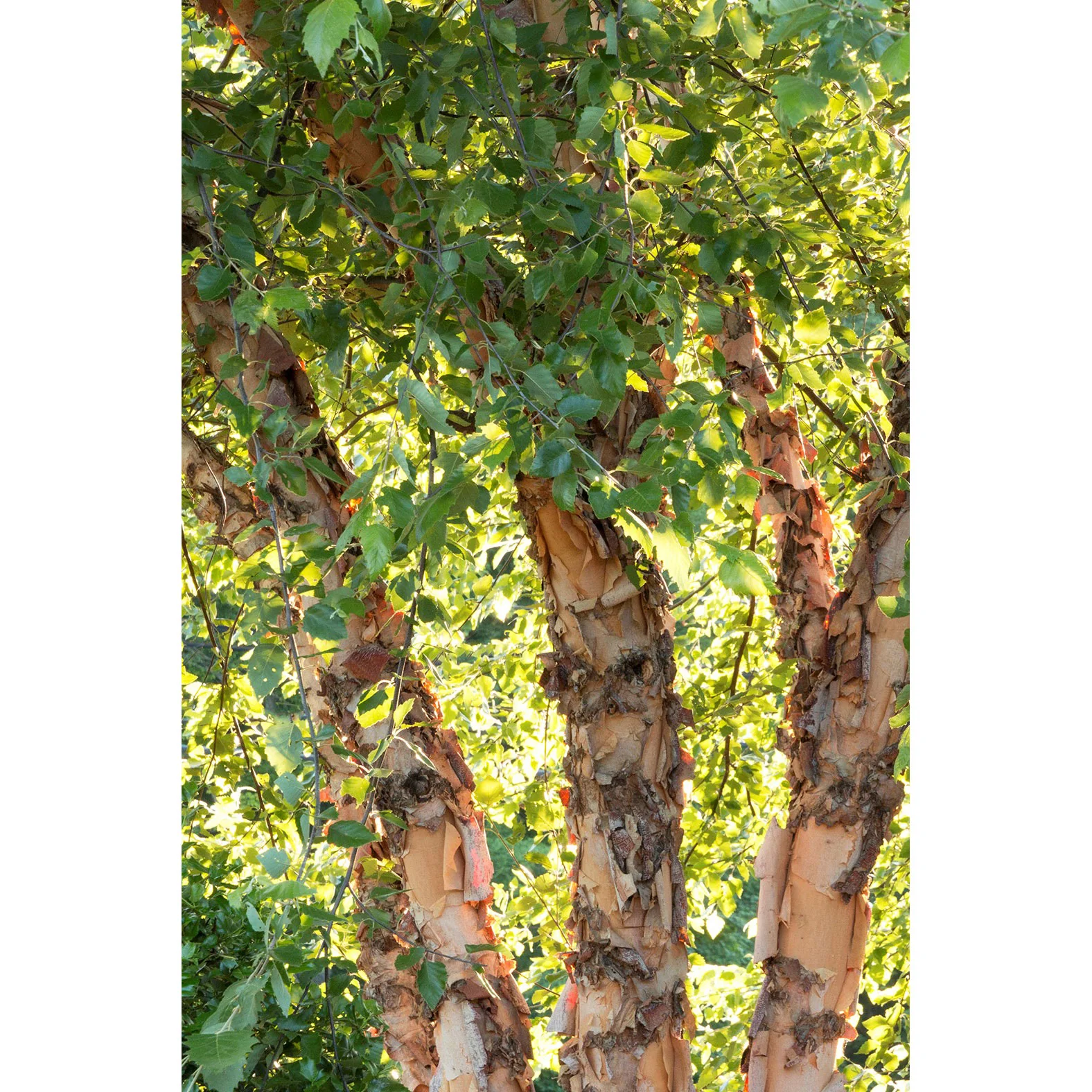 Birch Tree, Cully, MS, 25 Gallon - Image 2