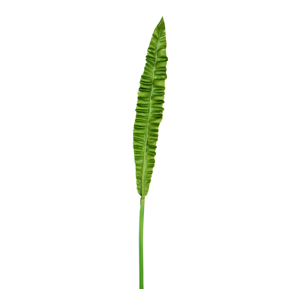 Bird Nest Fern Leaf Stem, 37 in.
