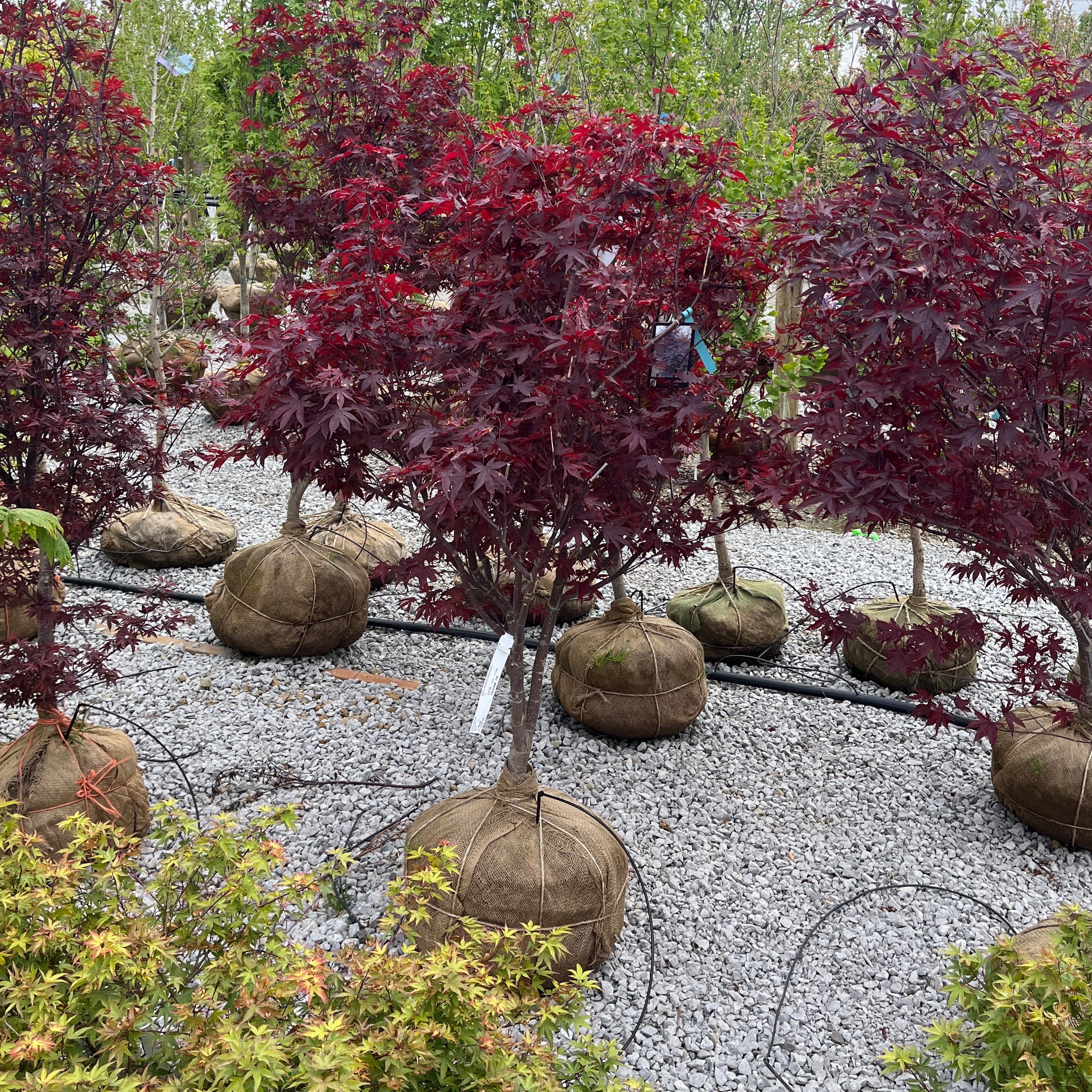 Bloodgood Japanese Maple - Acer palmatum - Ball & Burlap Tree (Multiple Sizes)