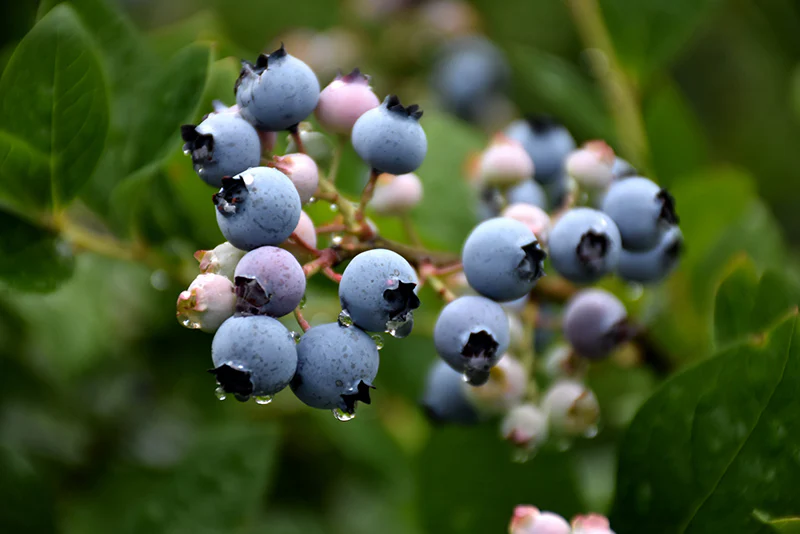 Bluecrop Blueberry - Vaccinium corymbosum - 3# Potted Shrub