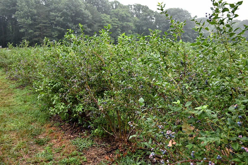 Bluecrop Blueberry - Vaccinium corymbosum - 3# Potted Shrub - Image 2