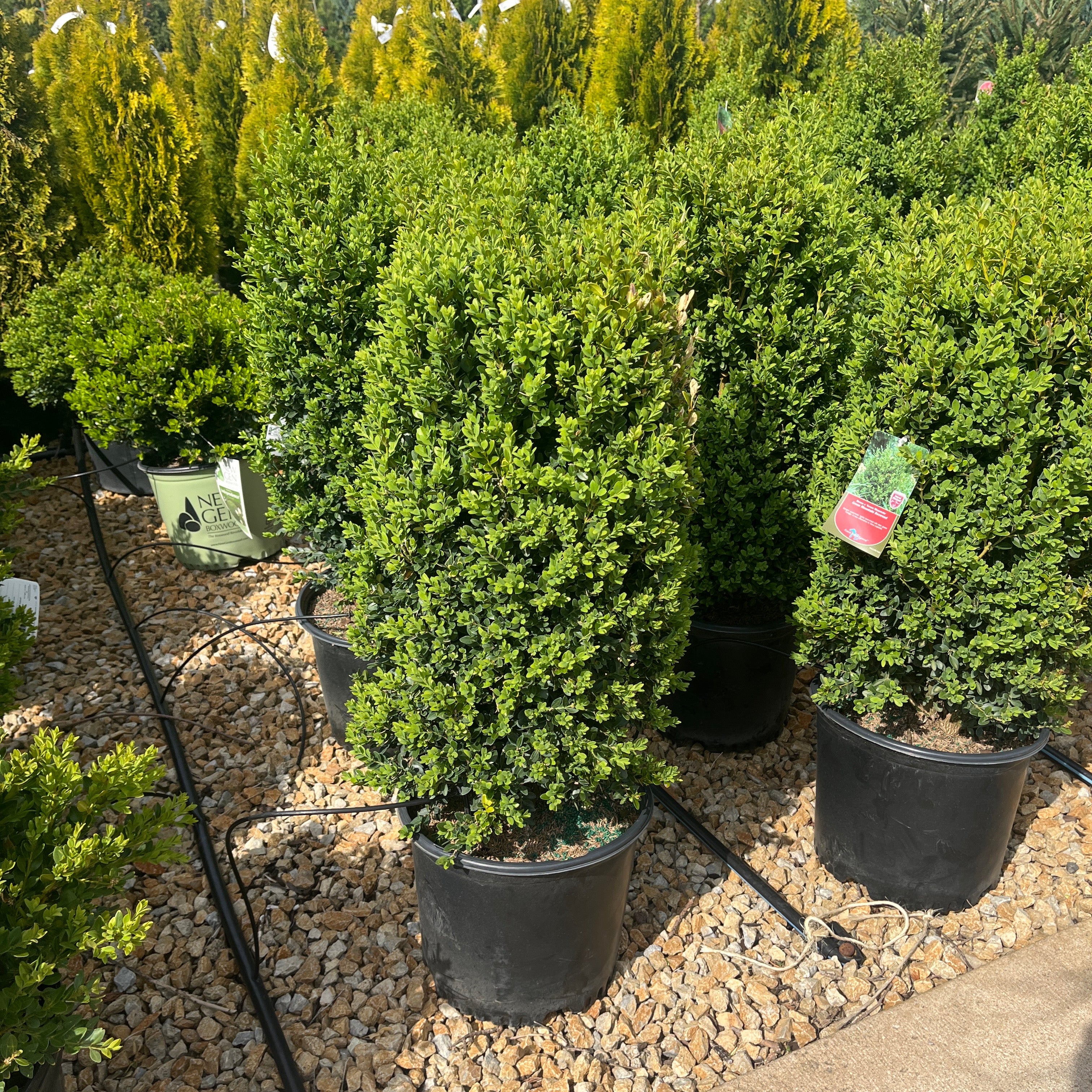 Green Mountain Boxwood (Assorted Column or Pyramid Shape) - Buxus - 3 Gallon Potted Evergreen Shrub - Image 2