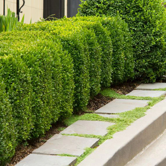 Buxus Green Mountain - 3 Gallon Potted Evergreen Shrub - Image 6