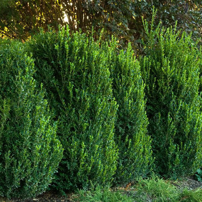 Buxus Green Mountain - 3 Gallon Potted Evergreen Shrub - Image 5