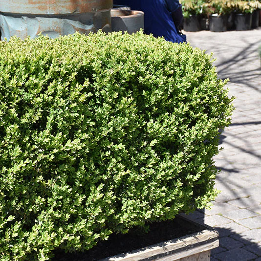 Buxus Green Mountain - 3 Gallon Potted Evergreen Shrub - Image 2