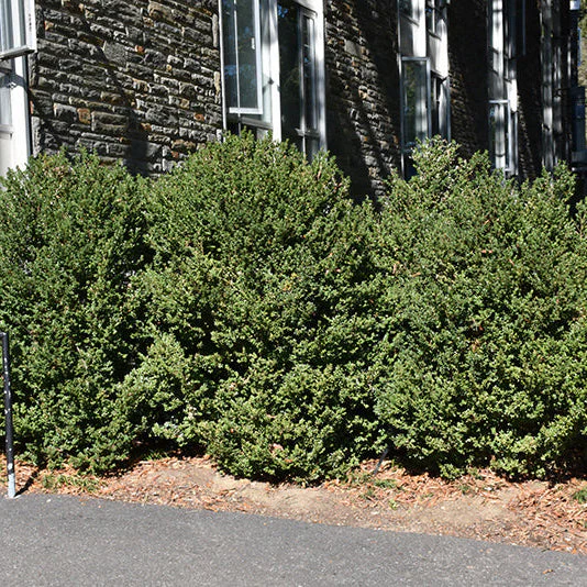 Buxus Green Mountain - 3 Gallon Potted Evergreen Shrub - Image 3