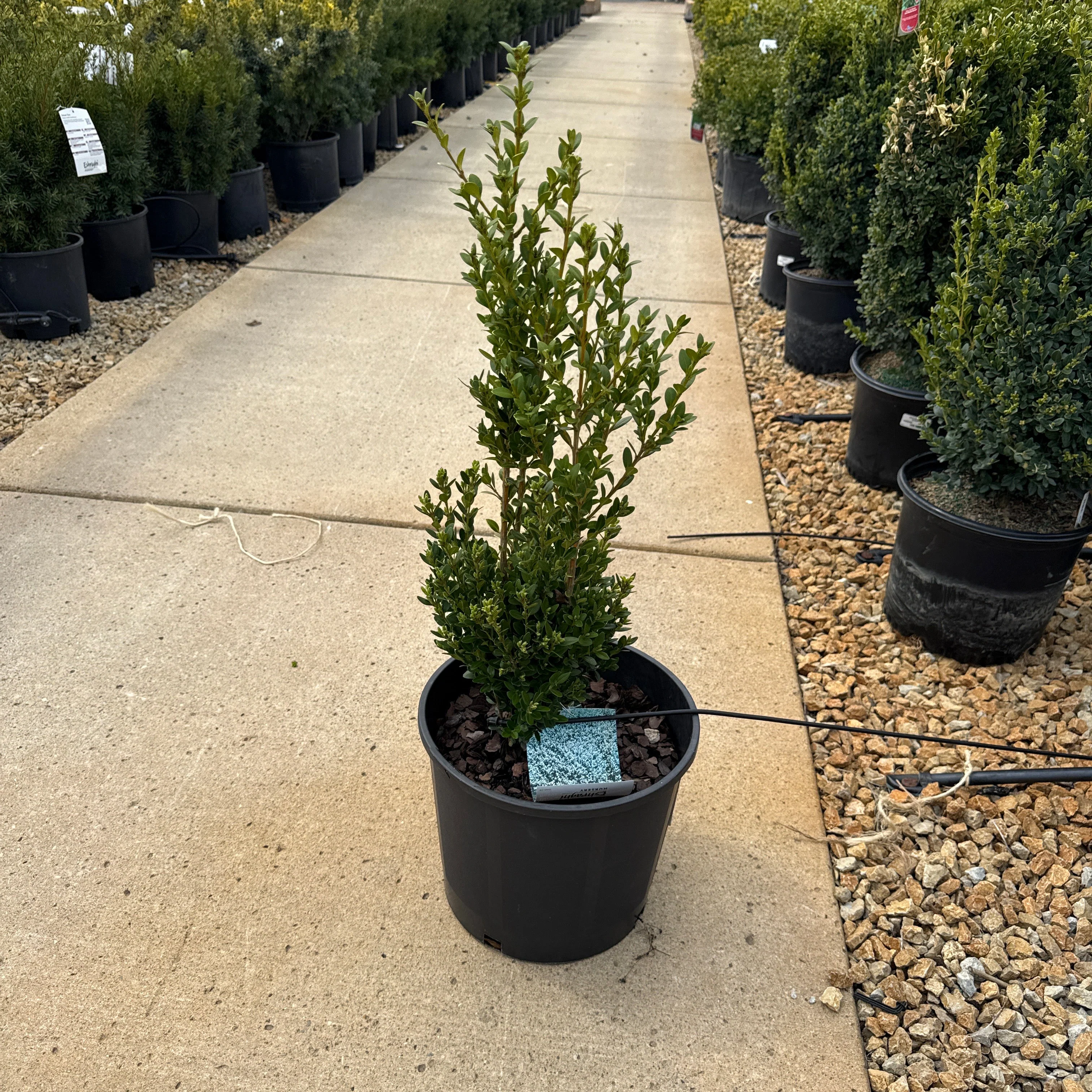 Buxus Green Mountain - 3 Gallon Potted Evergreen Shrub - Image 4