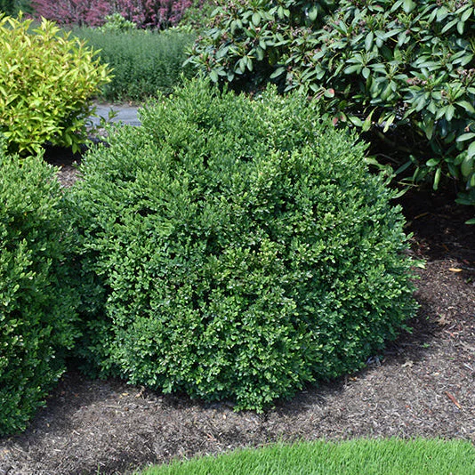 Buxus Green Velvet - 3 Gallon Potted Evergreen Shrub - Image 3
