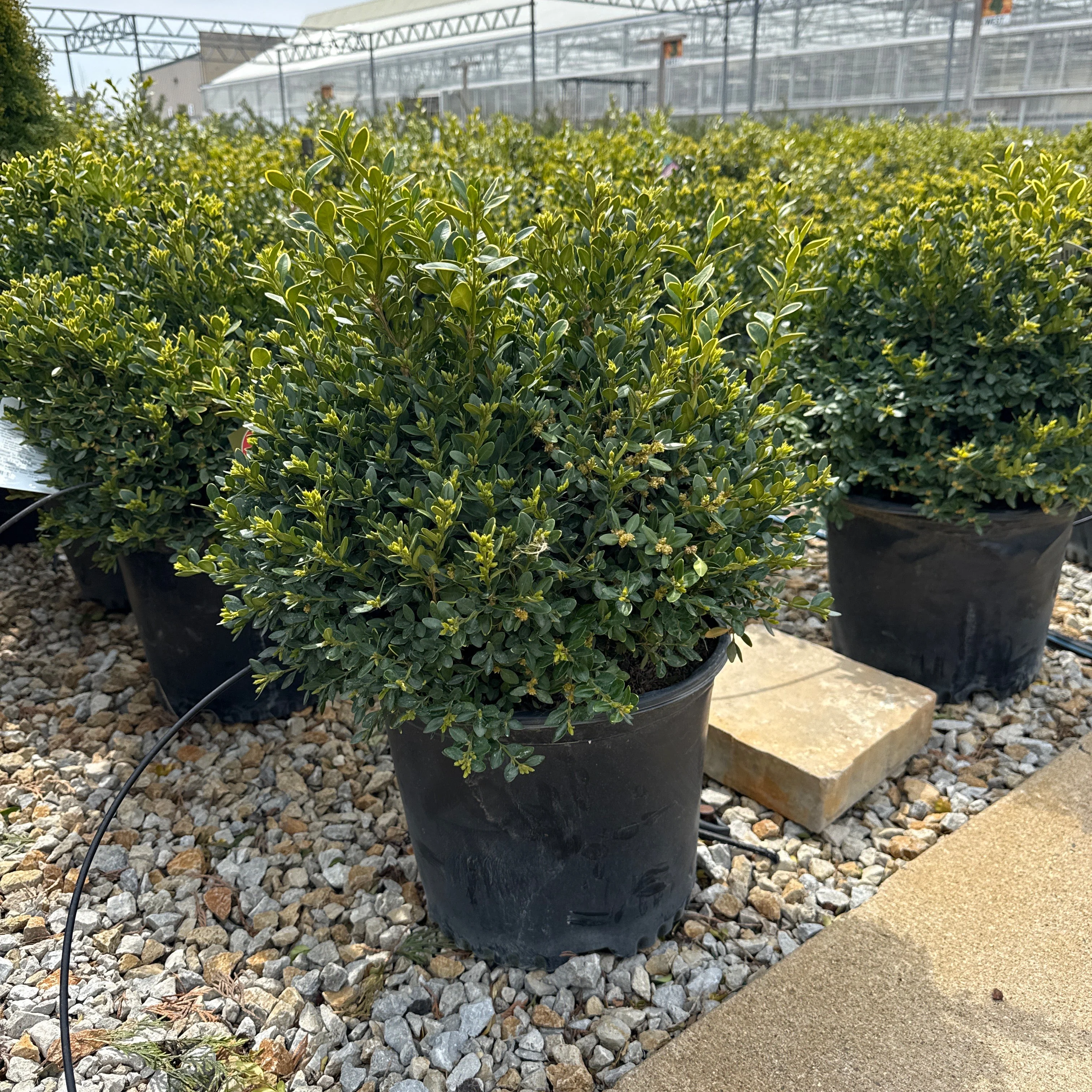 Buxus Green Velvet - 3 Gallon Potted Evergreen Shrub - Image 4
