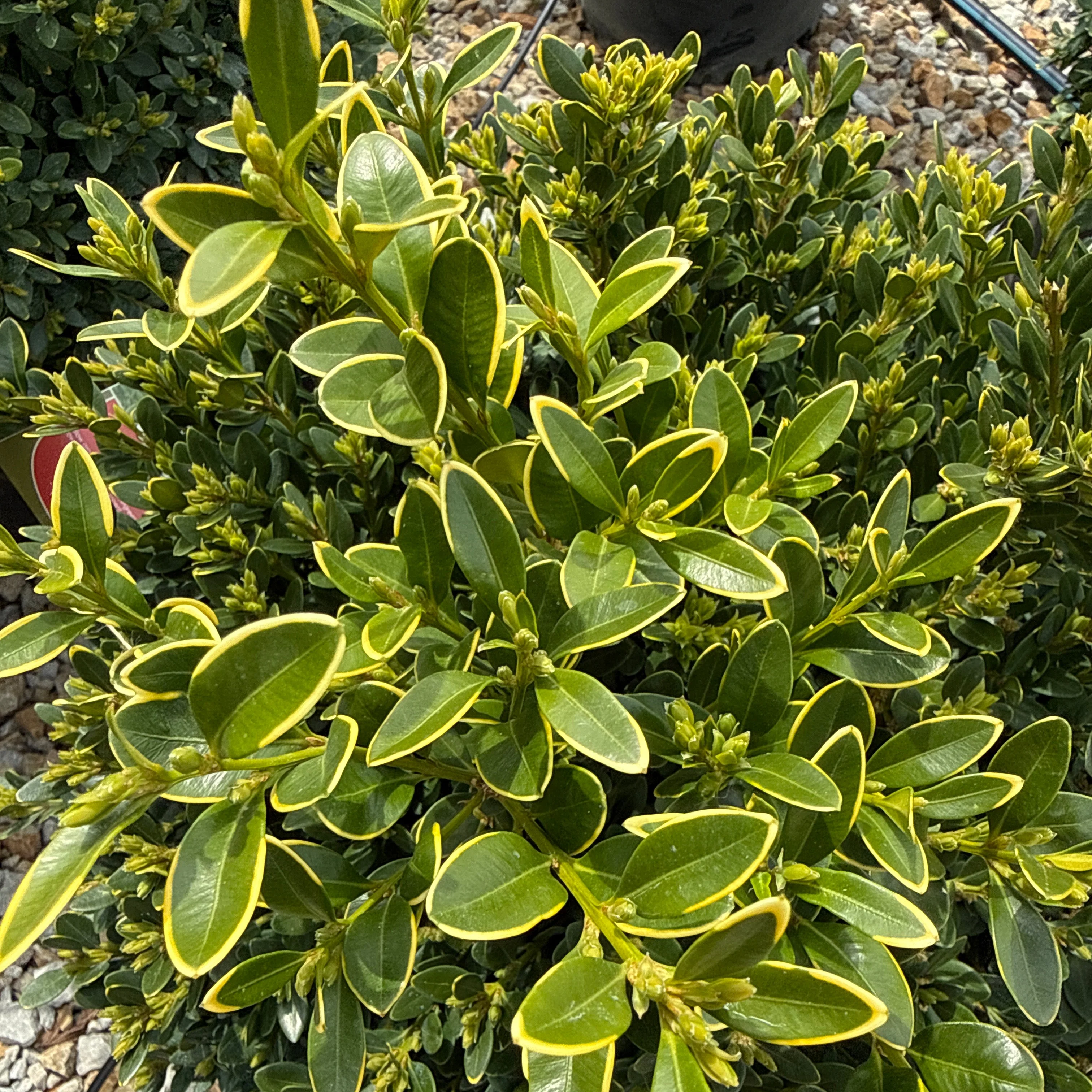 Buxus Green Velvet - 3 Gallon Potted Evergreen Shrub - Image 5