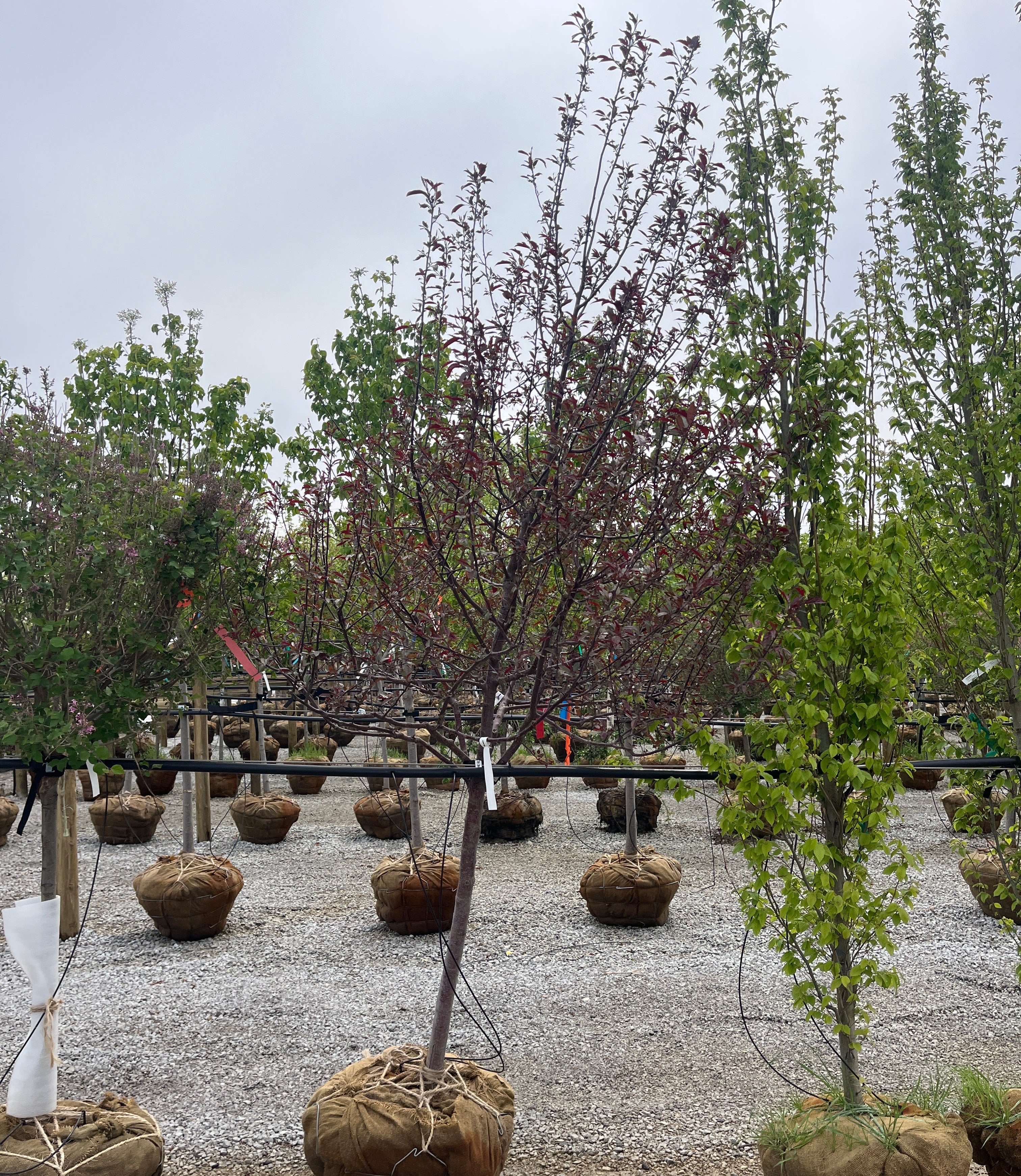 Royal Raindrops® Flowering Crab - Malus - 2" Caliper Ball & Burlap Tree