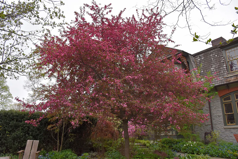 Royal Raindrops® Flowering Crab - Malus - 2" Caliper Ball & Burlap Tree - Image 2