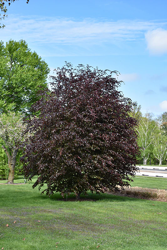 Rivers Purple Beech - Fagus sylvatica 'Riversii' - 1.75" Caliper Ball & Burlap Tree - Image 2