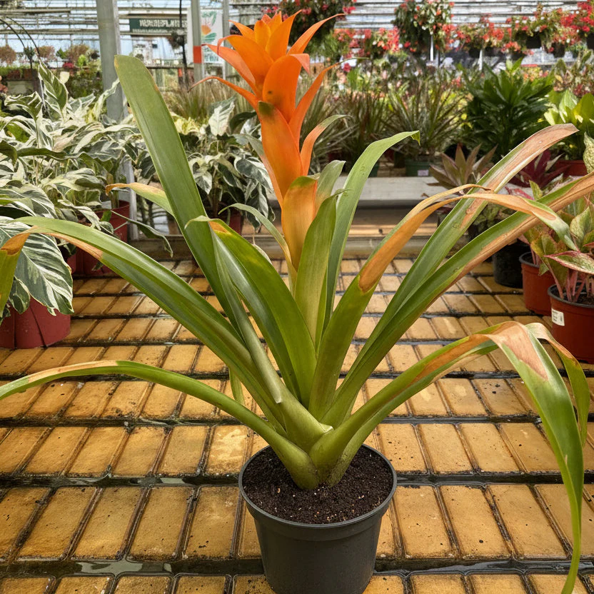 Guzmania Bromeliad - Guzmania sp - 6" Pot