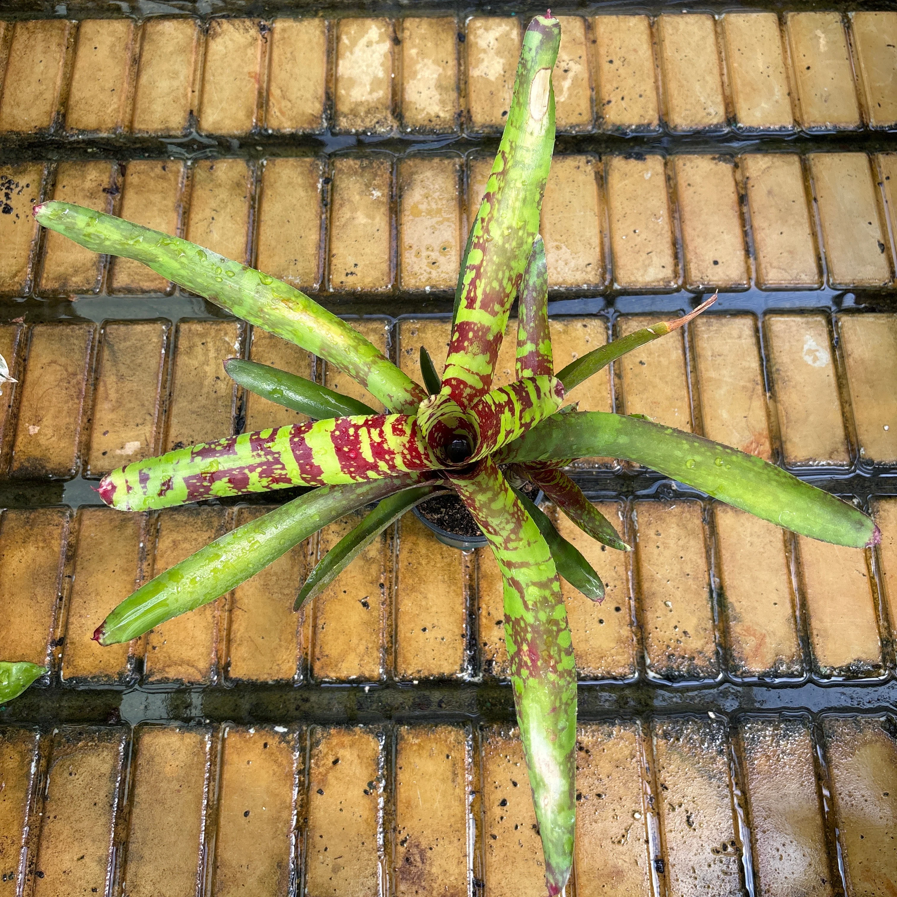 Aztec Bromeliad - Bromeliad sp - 4" Pot