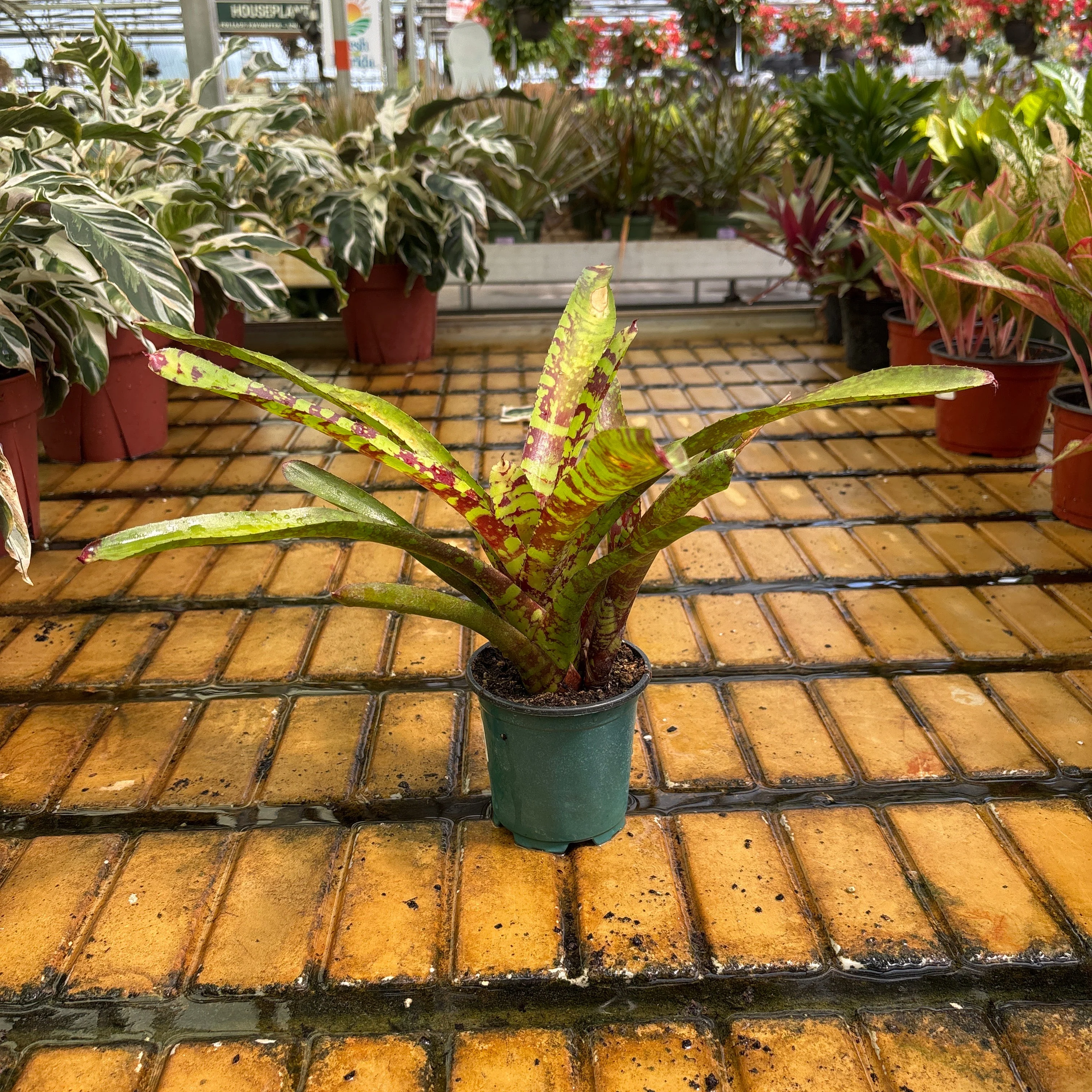 Aztec Bromeliad - Bromeliad sp - 4" Pot - Image 2