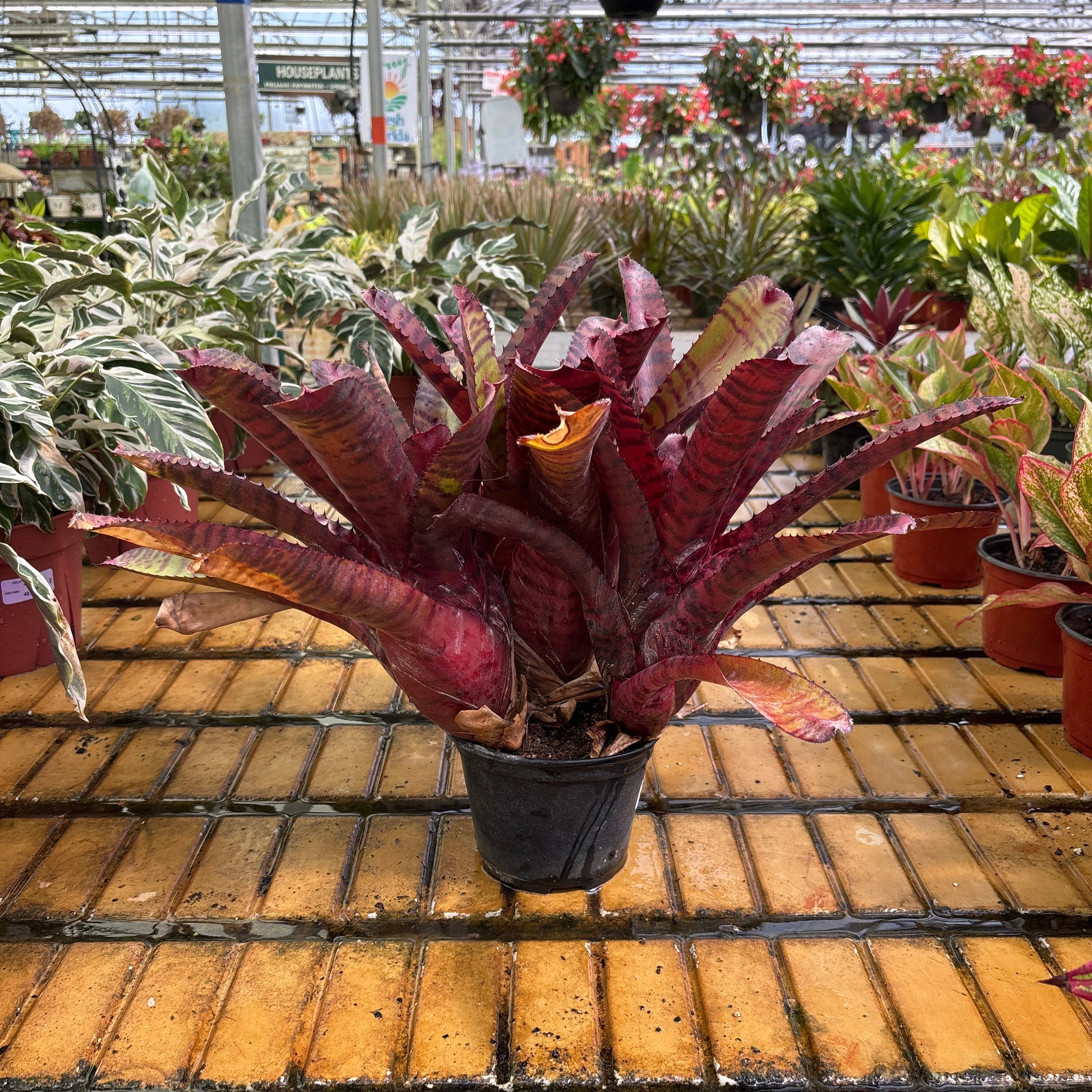 Red Tiger Bromeliad - Neoregelia sp - 6" Pot