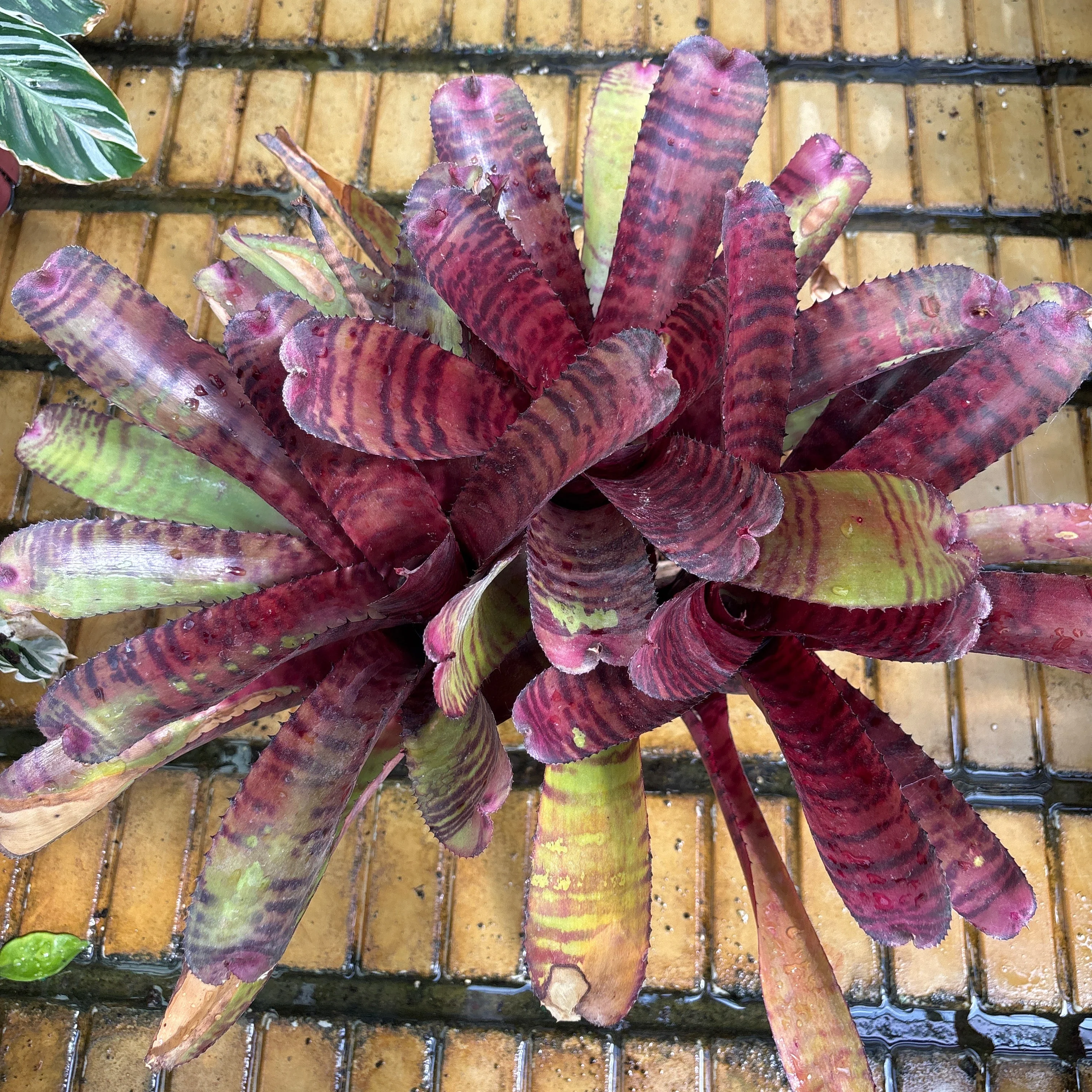 Red Tiger Bromeliad - Neoregelia sp - 6" Pot - Image 2