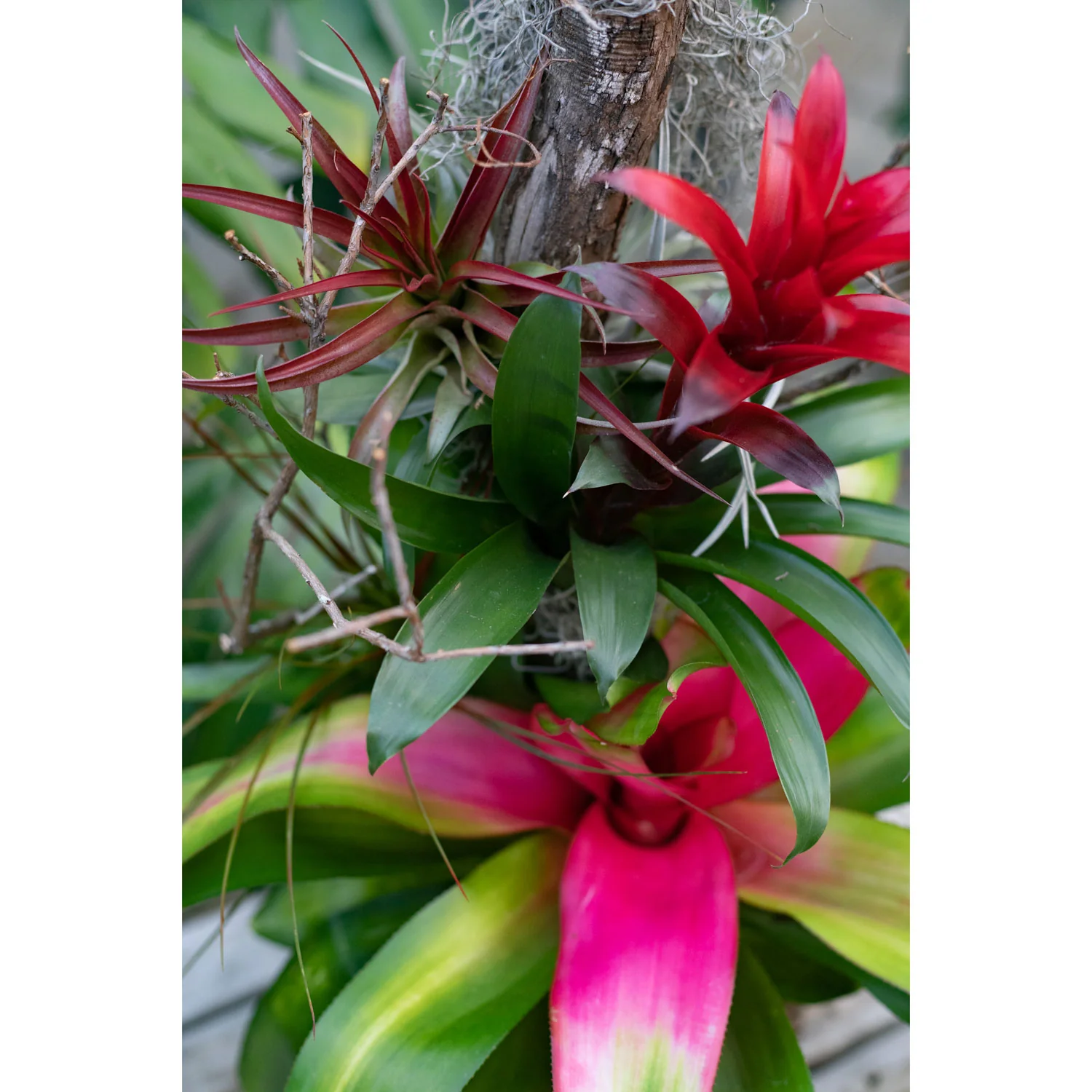 Bromeliad Tree, Live Tropical Plant, 24" - Image 3