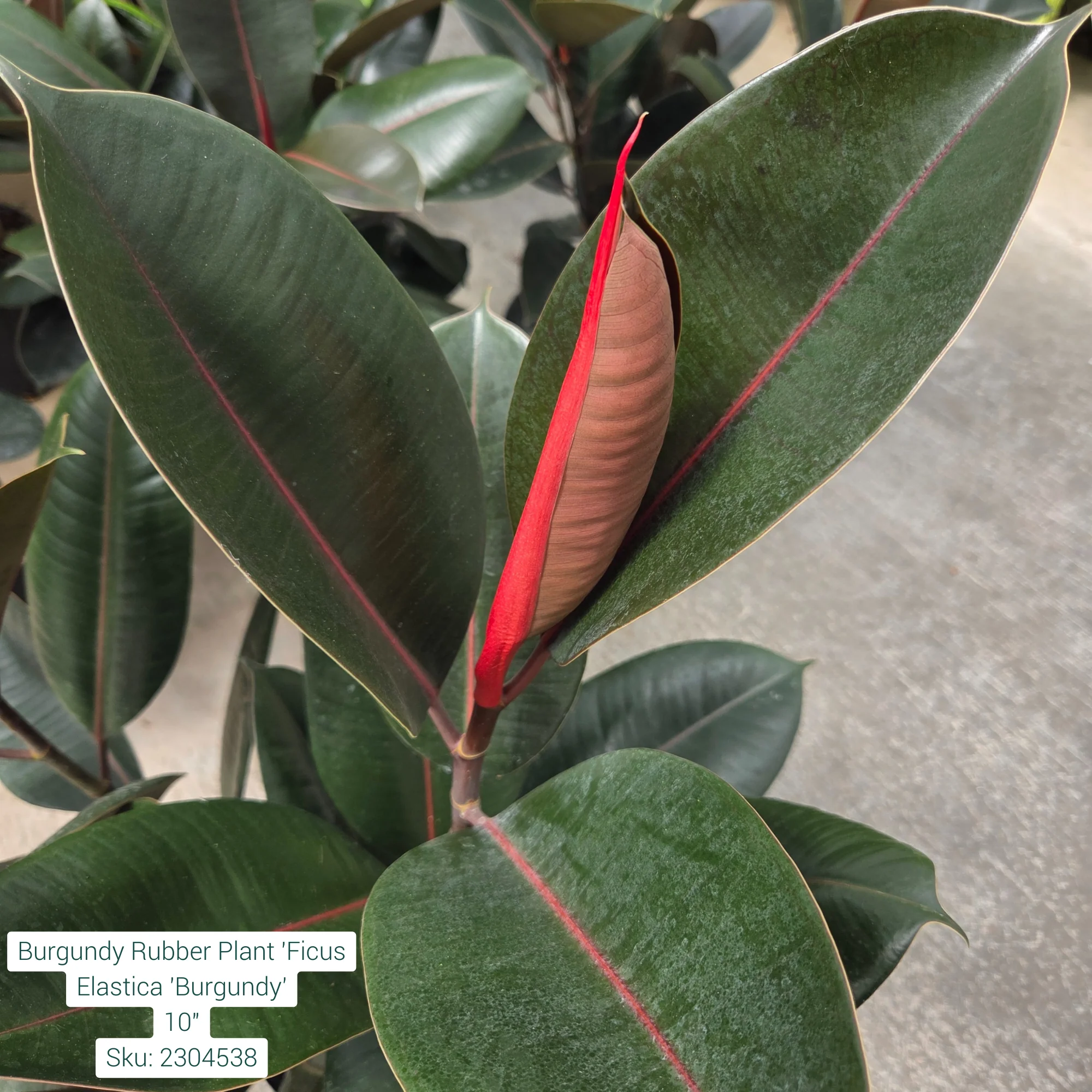 Burgundy Rubber Plant ' Ficus Elastica 'Burgundy' 10in Pot - Image 2