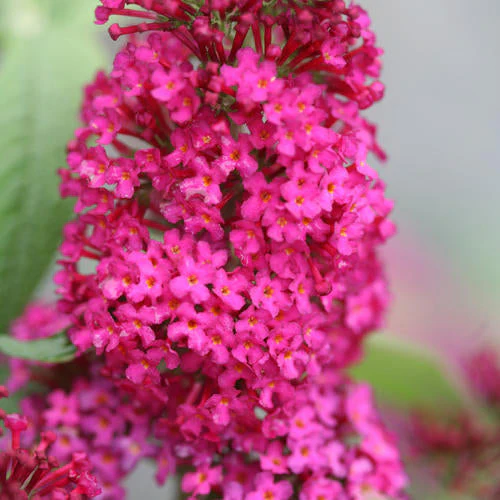 Buddleia Miss Molly - 2 Gallon Pot - Image 2