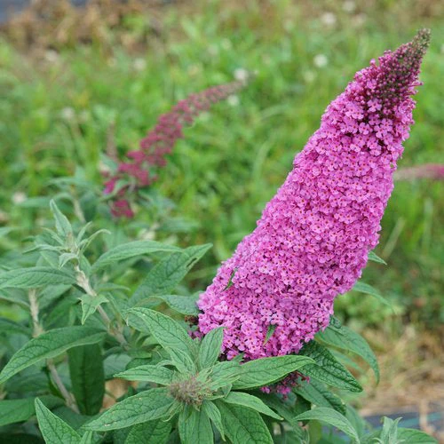 Buddleia Pugster Pinker - 2 Gallon Pot - Image 3