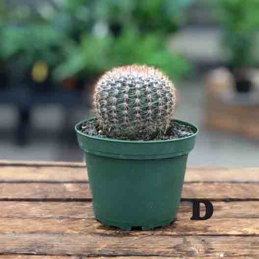 Cactus (Varieties Vary), Live Plant 4 in. Pot - Image 4
