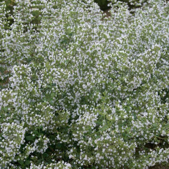 Calamintha, Flowering Perennial, 1 Gallon Container