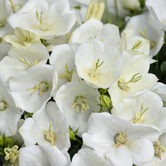 Campanula Bellflower Rapido White - 6" Potted Perennial