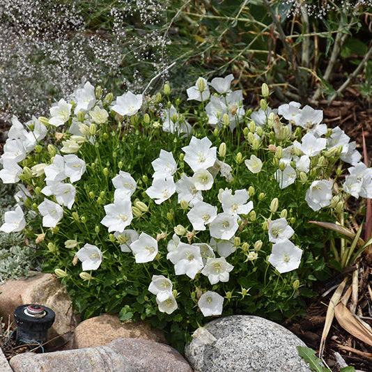 Campanula Bellflower Rapido White - 6" Potted Perennial - Image 2