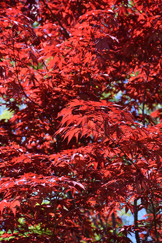 Emperor I Japanese Maple - Acer palmatum 'Wolff' - 1.5" Caliper Ball & Burlap Tree