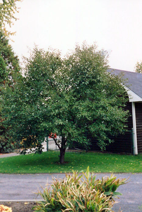 Montmorency Cherry - Prunus - 7# Potted Tree - Image 2