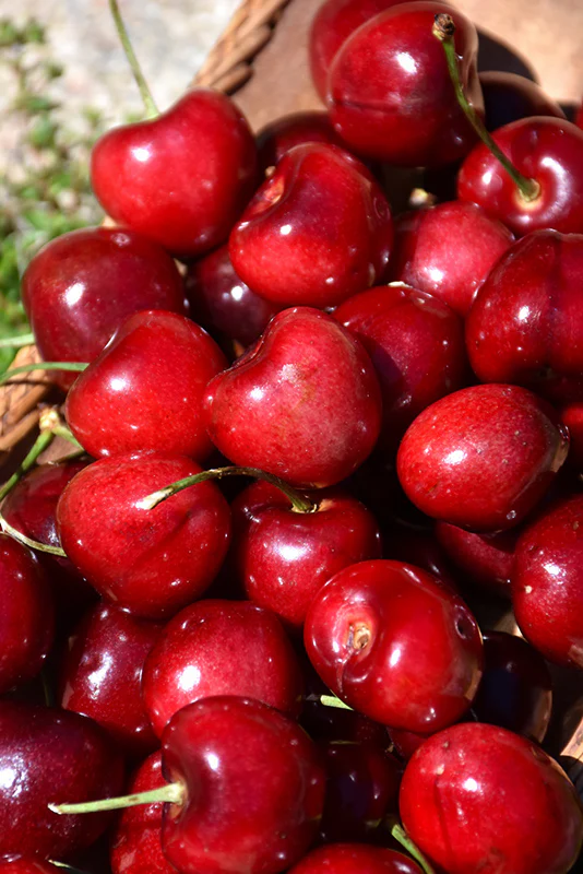 Sweetheart Cherry - Prunus avium - 7# Potted Tree