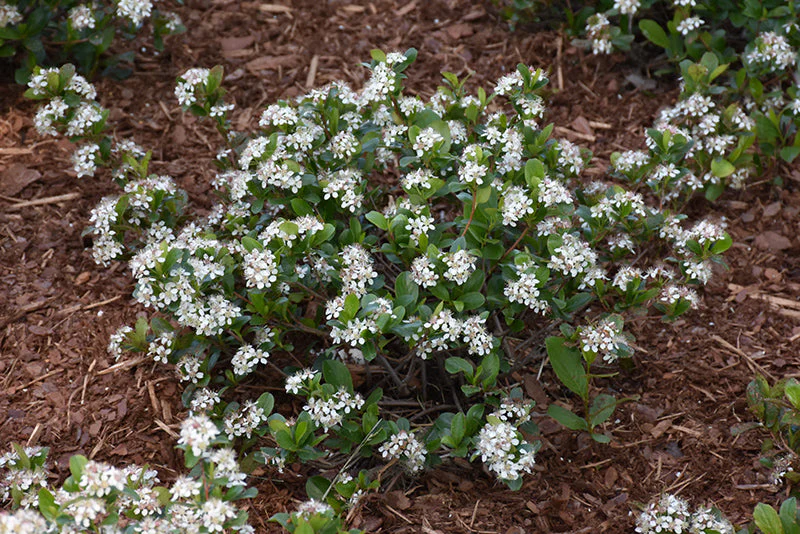 Aronia Low Scape Mound - 3 Gallon Pot